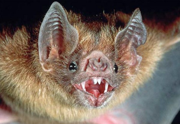 اكتشاف علمي مخيف.. الخفافيش تمصّ دم الإنسان