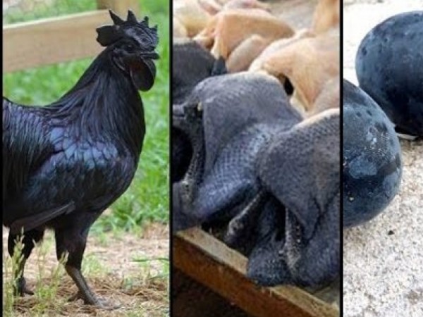 دجاج الأغنياء