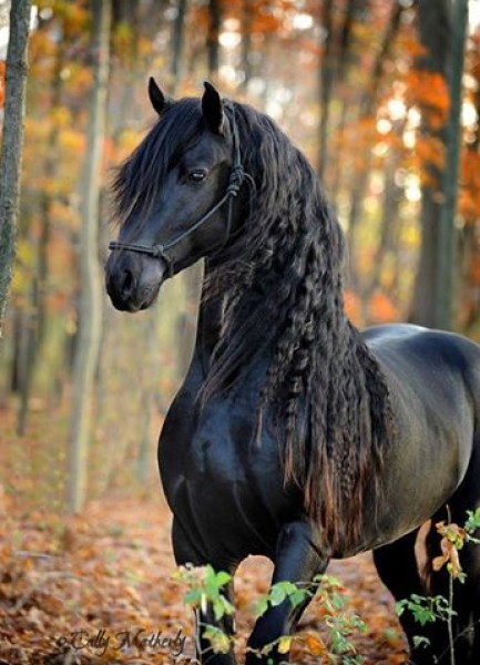 فريدريك .. أجمل حصان في العالم 9998796249