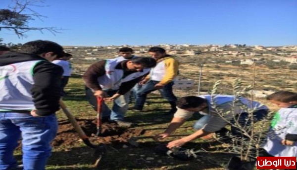 جمعية سلفيت للتنمية وشباب سلفيت الخير يزرعون الاشتال في سلفيت