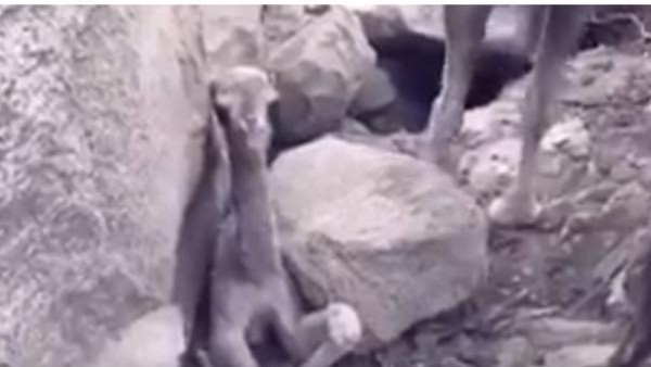 ناقة تطلب المساعدة لانقاذ طفلها