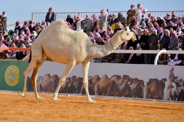 السعودية تطلق مهرجان جائزة الملك عبدالعزيز