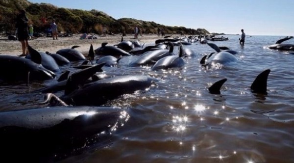 مسابقة مع الزمن لإنقاذ آلاف الحيتان المُنتحرة!