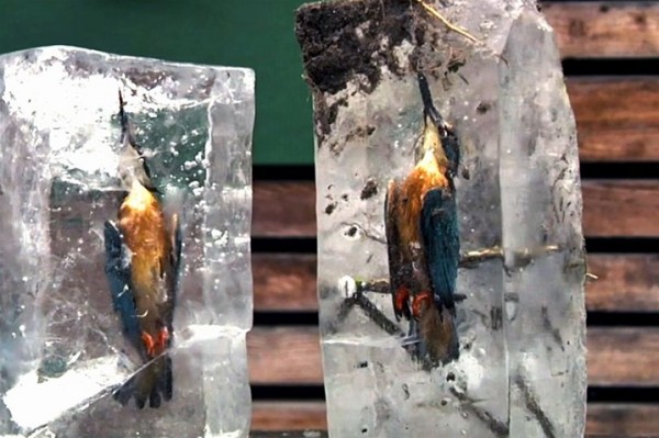 لقطات مذهلة ومأساوية معاً لطائر رفراف مجمد في بركة مياه