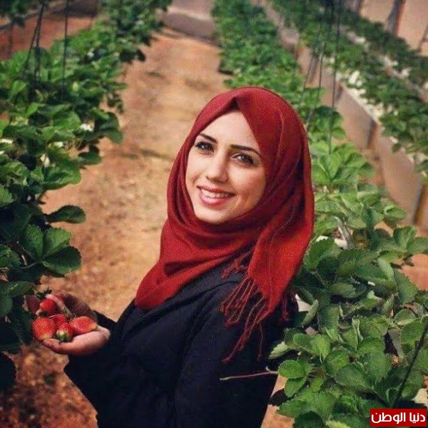 بالصور: سناء تتحدى المجتمع وتعمل بزراعة الفراولة بجنين