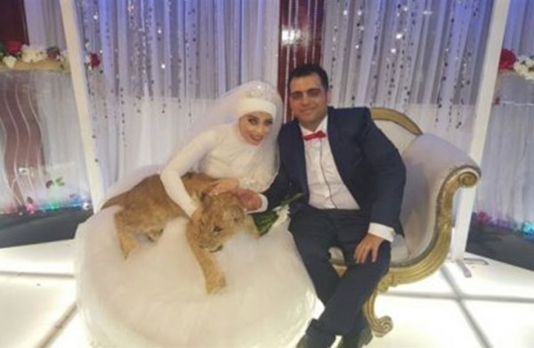 أسد في زفاف عروسة مصرية