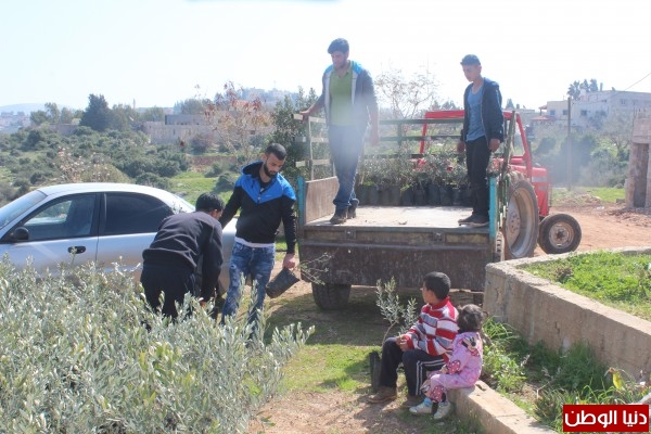 هيئة العمل التطوعي تقوم بتوزيع اشجار زيتون على القرى الجدار