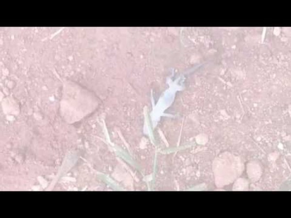 مشهد مُذهل لجيش نمل يتعاون لحمل سحلية ميتة