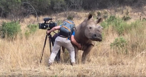 أنثى وحيد القرن تطلب شيئا غريبا من مصور