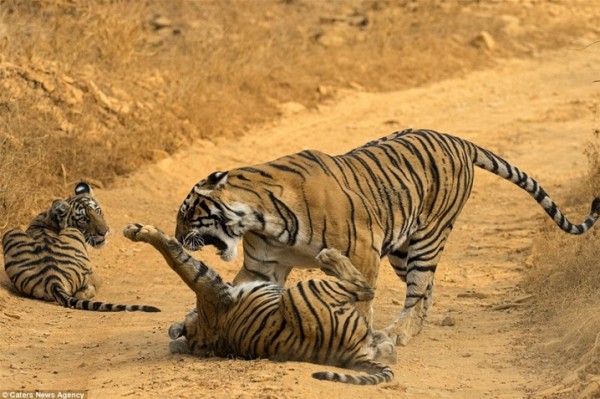 أنثى نمر تلقن ابنها درسا قاسيا للعب في الوحل