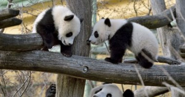 أول مولود للباندا الصينية فى حديقة حيوان بوفال الفرنسية
