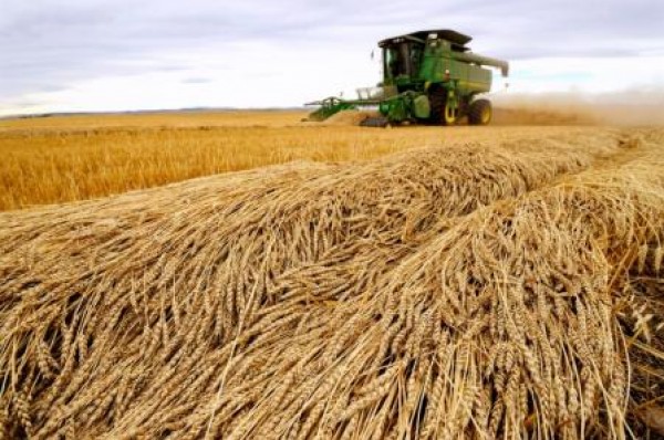 مناقصة تقضي بشراء الجزائر لـ 50 ألف طن من القمح