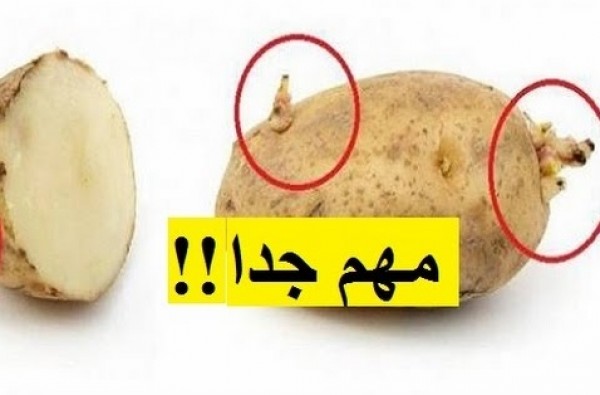 شاهد هل البطاطس ذات البراعم.. صحّية أم مضرّة؟