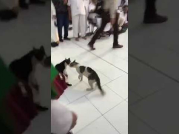 مشاجرة بين قطتين في الحرم المكي