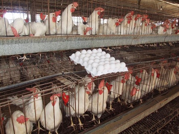 الغزيون ينفقون "546 "مليون شيكل على الدجاج اللاحم سنوياً