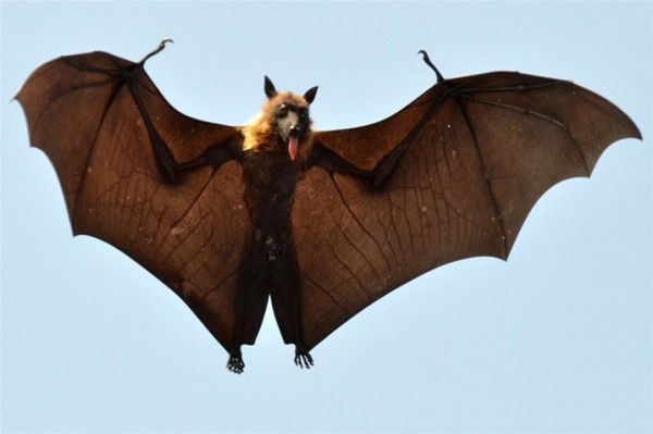 لقطات طريفة لخفاش يخرج لسانه للكاميرا