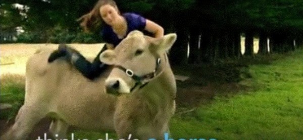 فيديو.. فتاة تحول بقرتها إلى حصان