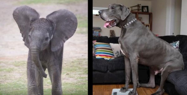 أضخم كلب في بريطانيا يُعادل حجمة فيل صغير!