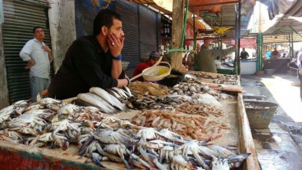السيسي يوقف تصدير الأسماك المصرية