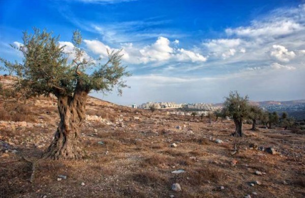 فلسطين تدعو صندوق المناخ الأخضر لتمكينها من حماية بيئتها