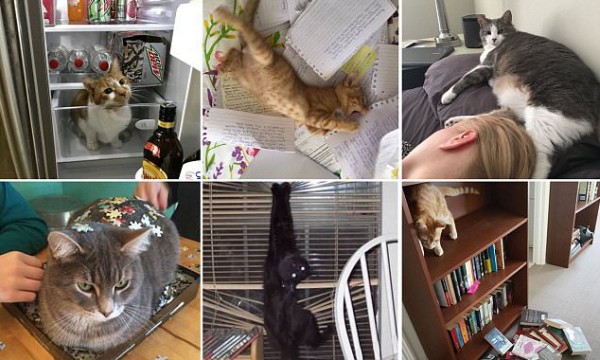 37 صورة تثبت أن القطط لاتهتم سوى بنفسها!