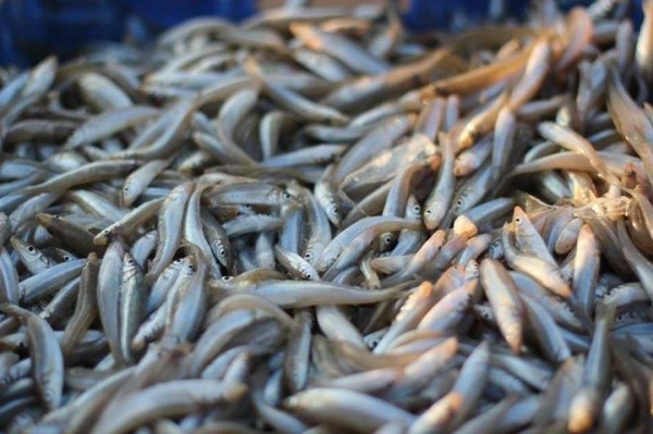 صيدها يهدد بمجاعة مائية:"البذرة" في الأسواق إقبال كبير من الفقراء