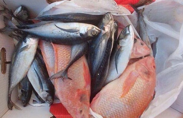 إتلاف 40 كغم سمك غير صالح للاستهلاك في رام الله