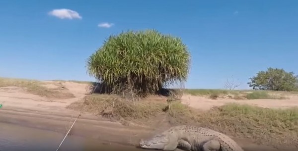 هؤلاء الرجال استفزوا تمساح ضخم...ماذا فعل ؟