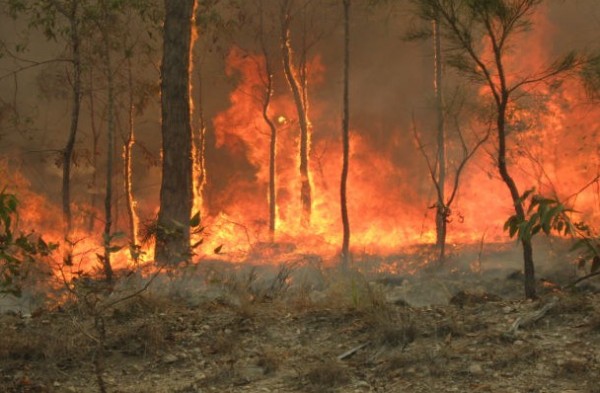 بسبب حريق بغابة بريسكوت الوطنية..إعلان حالة طوارئ بولاية أريزونا