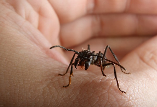 ستُرحب بقرصات النمل حين تعرف فائدتها العظيمة