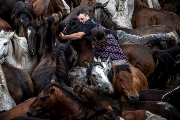 لقطات مثيرة لمصارعة بين رجال وخيول برية