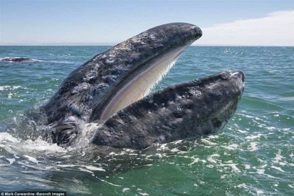 صور مُذهلة لحوت تعلم أطفالها السباحة