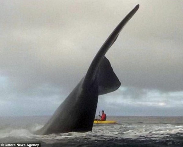 لقطات تحبس الأنفاس لحيتان ضخمة تلهو بقرب القوارب
