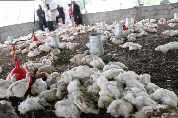 موجة الحر تشل قطاعي الدجاج والزراعة 9998840921