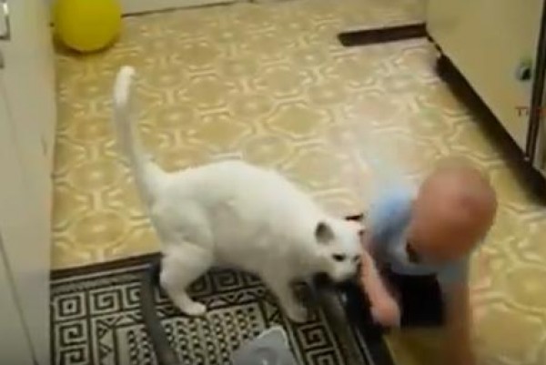 بالفيديو: مقطع طريف لاطفال يلعبون مع قطط