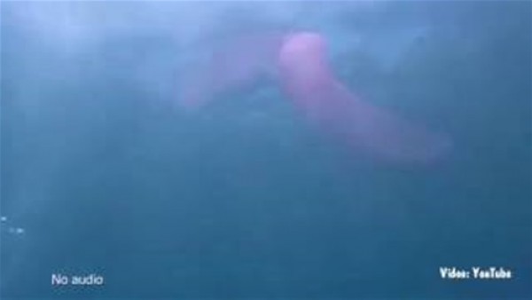 غواص يكتشف مخلوقا بحريا غريبا في قاع المحيط