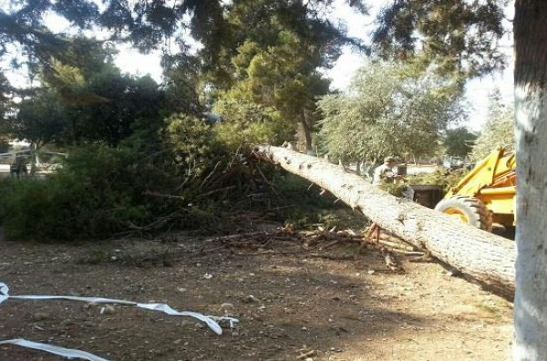 شجرة معمرة تقتل 13 شخصاً في جزيرة برتغالية