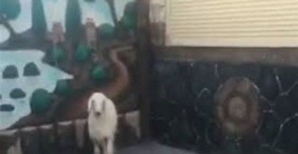 رد فعل خروف لحظة هجوم نمر عليه