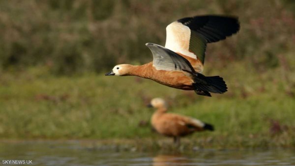 بط "أبو فروة" ينافس الطائرات برقم قياسي