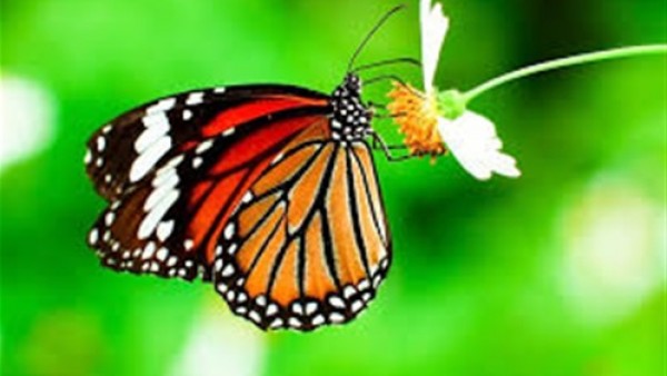نوع من الفراشات تظهر في صورة واحدة وتخفي أخرى في جسمها!