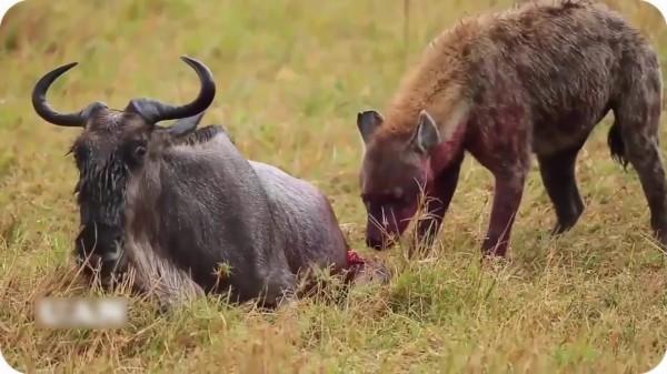 فيديو: أروع واجمل لقطات الافتراس في عالم الحيوان