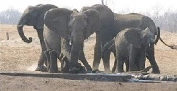 أنثى فيل تنقذ فيلا صغيرا حشر نفسه داخل قناة ري