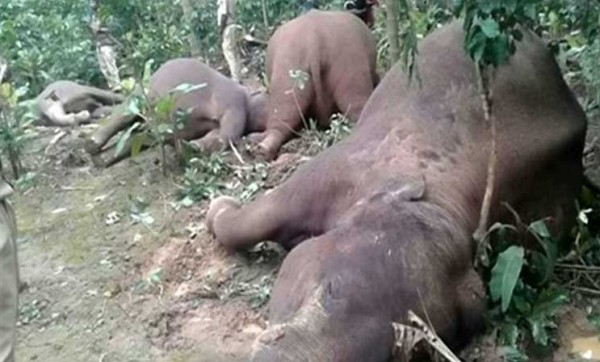 وفاة مأساوية لـ 9 فيلة صعقاً بالكهرباء