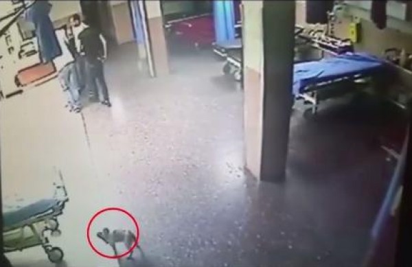 فيديو.. وزارة الصحة توضح قضية "كلب" المستشفى