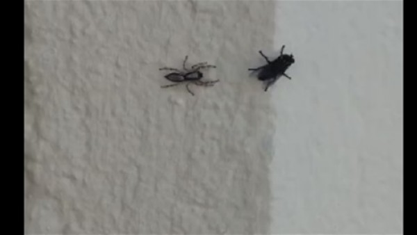 مشهد مذهل لعنكبوت يفترس ذبابة
