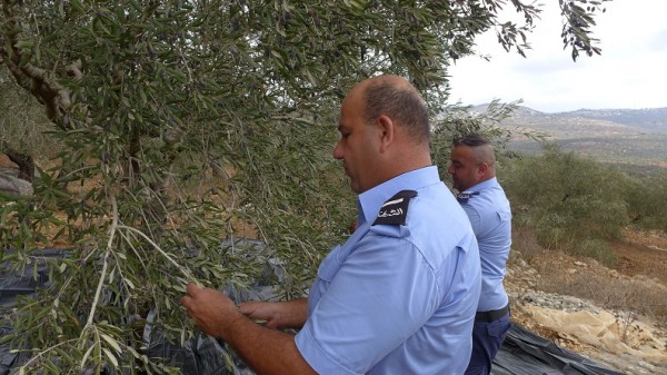 الشرطة تشارك المواطنين قطف ثمار الزيتون في قلقيلية   9998853837