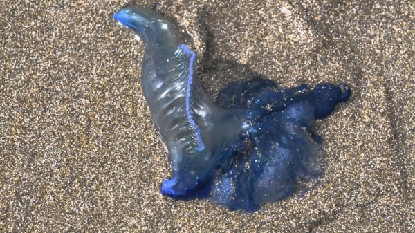 مخلوقات غريبة تغزو شواطئ نيوزيلنداوتتسبب برائحة كريهة