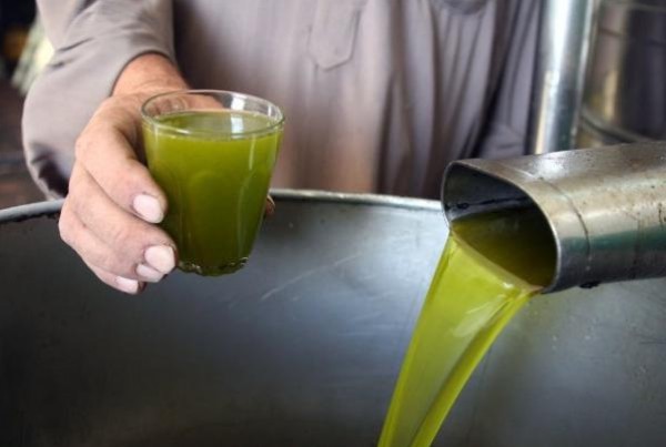 انخفاض ملحوظ على أسعار زيت الزيتون في غزة