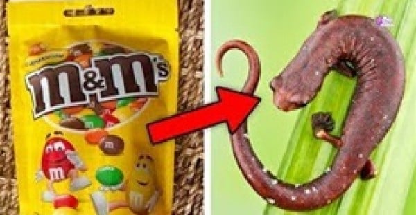 أطعمة لن تتناولها مجددا عندما تعلم مما صنعت