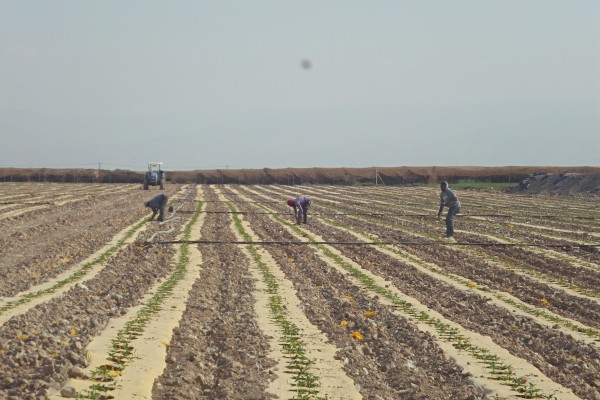 العمل الزراعي يدعو لمساندة مزارعي "الساكوت" بالأغوار الشمالية